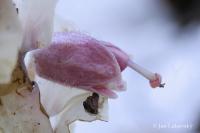 Podbílek šupinatý (Lathraea squamaria)