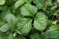 Jahodka indická (Duchesnea indica)