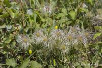 Plamének tangutský (Clematis tangutica)