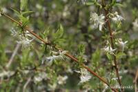 Zimolez vonný (Lonicera fragrantissima)