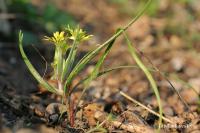 Křivatec rolní (Gagea villosa)