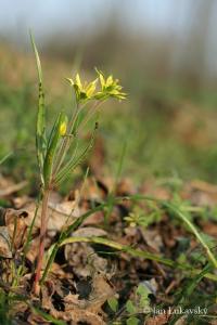 Křivatec rolní (Gagea villosa)