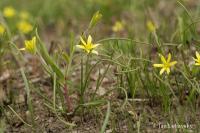 Křivatec rolní (Gagea villosa)