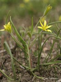 Křivatec rolní (Gagea villosa)