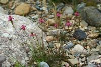 Vičenec písečný (Onobrychis arenaria)