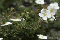 Mochnovec křovitý (Dasiphora fruticosa)