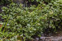 Potočnice lékařská (Nasturtium officinale)