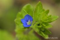 Veronica arvensis - rozrazil rolní