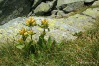 Hořec tečkovaný (Gentiana punctata)