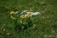 Hořec tečkovaný (Gentiana punctata)