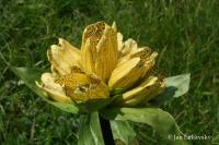 Hořec tečkovaný (Gentiana punctata)