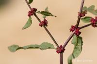 Šťovík klubkatý (Rumex conglomeratus)