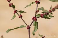 Šťovík klubkatý (Rumex conglomeratus)