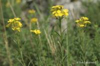 Trýzel vonný (Erysimum odoratum)
