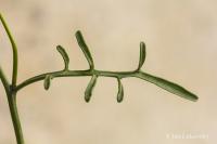 Pomořanka přímořská (Cakile maritima)