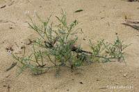 Pomořanka přímořská (Cakile maritima)