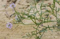 Pomořanka přímořská (Cakile maritima)