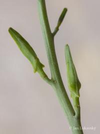 Pomořanka přímořská (Cakile maritima)