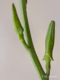 Pomořanka přímořská (Cakile maritima)