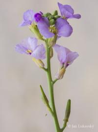 Pomořanka přímořská (Cakile maritima)