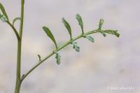 Pomořanka přímořská (Cakile maritima)