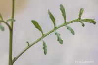 Pomořanka přímořská (Cakile maritima)