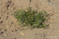 Pomořanka přímořská (Cakile maritima)