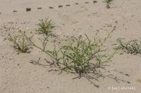 Pomořanka přímořská (Cakile maritima)