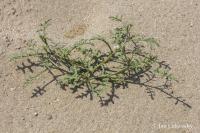 Pomořanka přímořská (Cakile maritima)