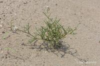 Pomořanka přímořská (Cakile maritima)