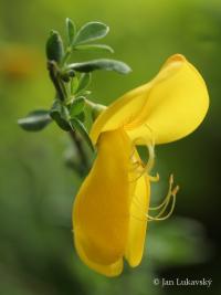 Janovec metlatý (Cytisus scoparius)