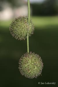 Platan západní (Platanus occidentalis)