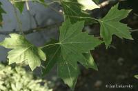 Platan javorolistý (Platanus x hispanica)