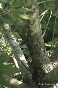 Platan javorolistý (Platanus x hispanica)