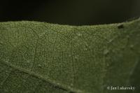 Platan javorolistý (Platanus x hispanica)