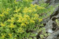 Rozchodník šlahounovitý