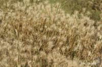 Ječmen štětinatý (Hordeum geniculatum)