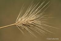 Ječmen štětinatý (Hordeum geniculatum)