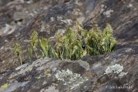 Zlatochvost zlatý (Lamarckia aurea)