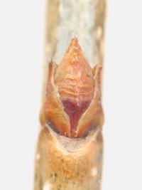 Šeřík čínský (Syringa x chinensis)