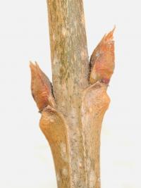 Šeřík čínský (Syringa x chinensis)