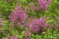 Šeřík čínský (Syringa x chinensis)
