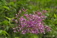 Šeřík čínský (Syringa x chinensis)