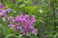 Šeřík čínský (Syringa x chinensis)