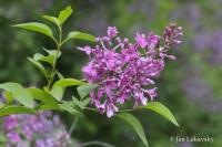 Šeřík čínský (Syringa x chinensis)