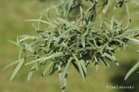 Vrba šedá (Salix eleagnos subsp angustifolia)