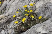 Devaterník velkokvětý tmavý (Helianthemum grandiflorum subsp obscurum)