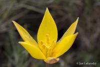 Tulipán planý jižní (Tulipa sylvestris subsp australis)