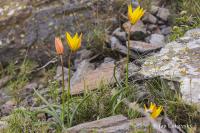 Tulipán planý jižní (Tulipa sylvestris subsp australis)