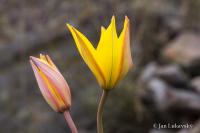 Tulipán planý jižní (Tulipa sylvestris subsp australis)